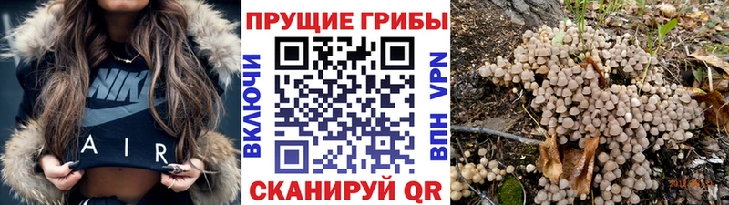 Галлюциногенные грибы Psilocybe  Купить закладки  Армянск 